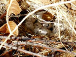 Quail Nest one by CharlesNissen