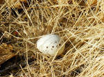 Quail Egg by CharlesNissen