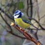 Blue Tit