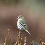 Siskin