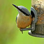 NUTHATCH 1