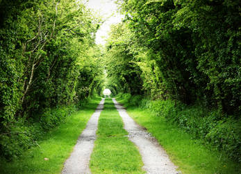 TUNNEL OF TREES by BlonderMoment