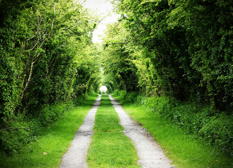 TUNNEL OF TREES