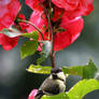 Bird on Rose