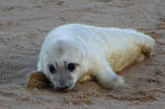 SEAL PUP by BlonderMoment