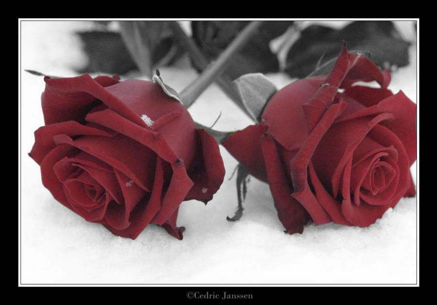 Картинки с двумя цветами. Чёрные розы в снегу. Две розы на снегу. Траурные розы. Розы памяти.
