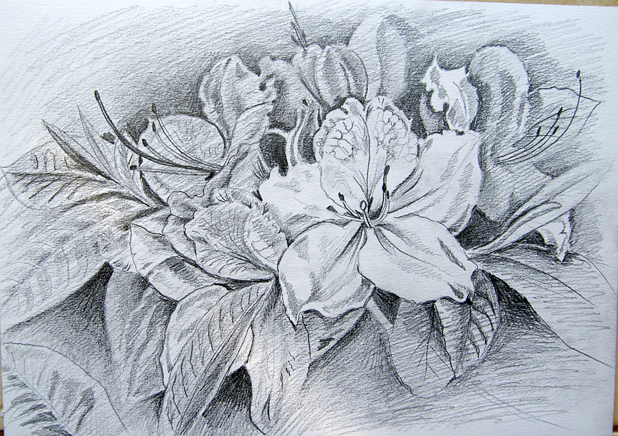 Flowers - pencil drawing