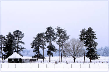 Snow landscape