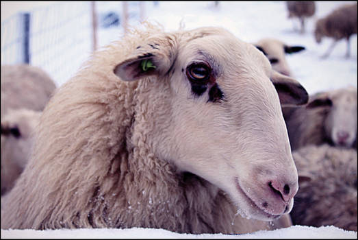 Sheep in the snow