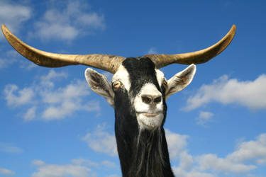Goat I