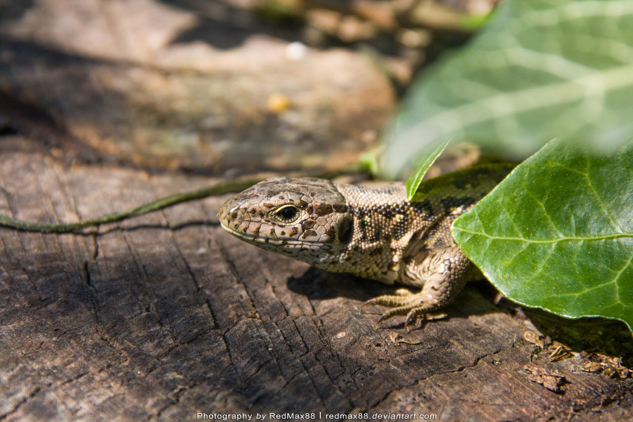 Little Lizard