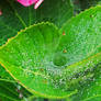 Dew Drops