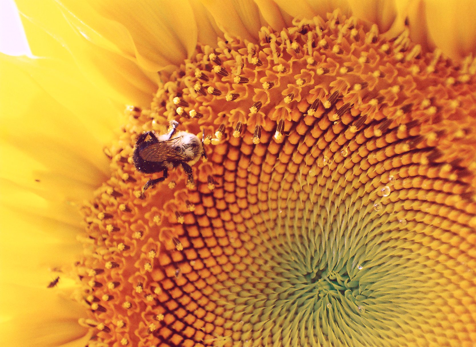 Bee and Sunflower 3