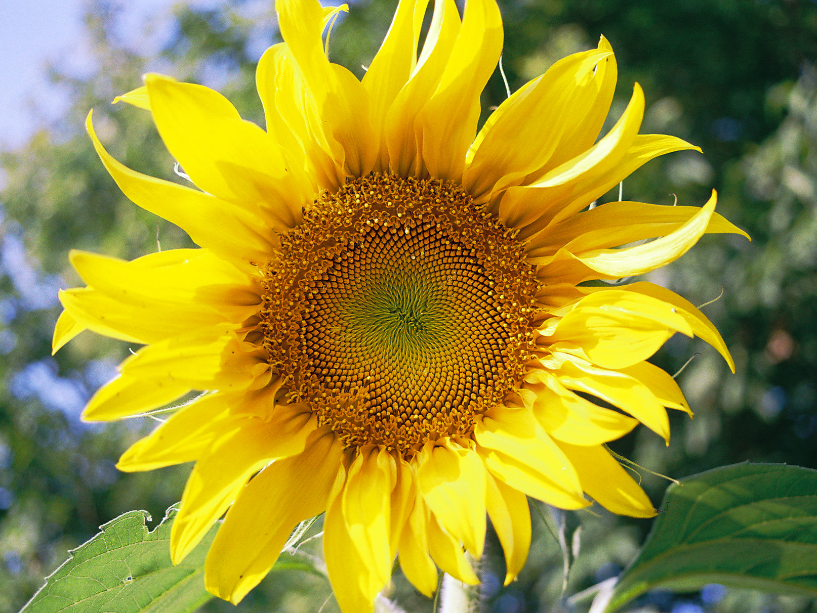 Sunflower, plain