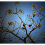 Red Blossoms