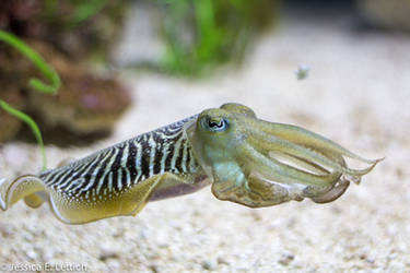 Cuttlefish