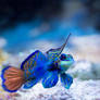 Mandarin Fish