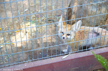 Fannec Fox