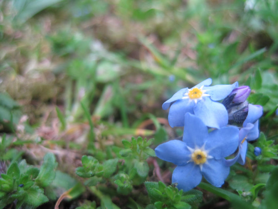 PurpleBlue Flower 3