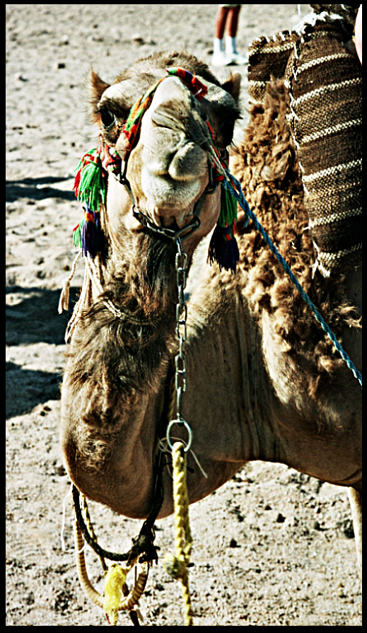 Camel 2