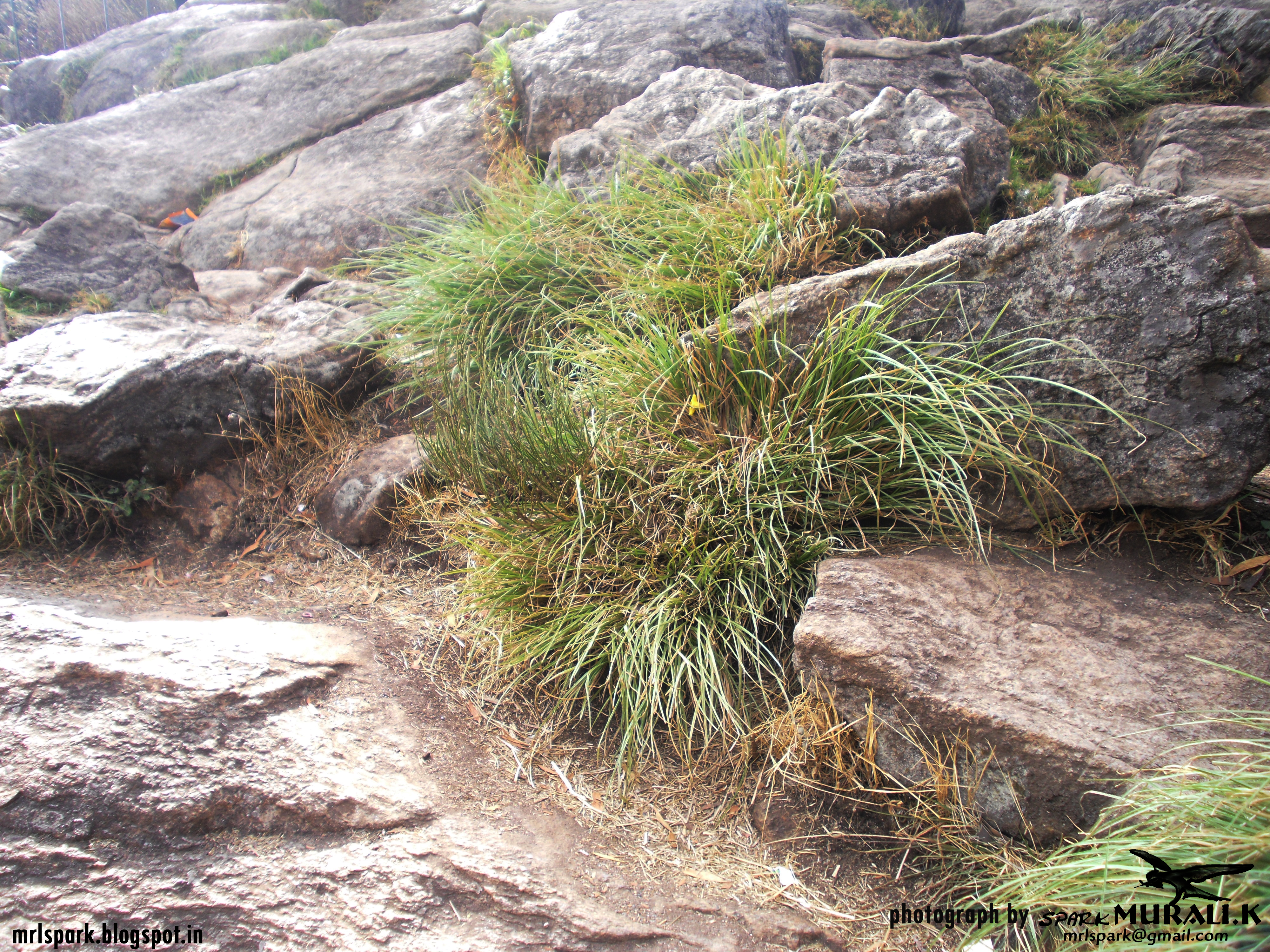 rock with plants (photograph by spark MURALI.K)