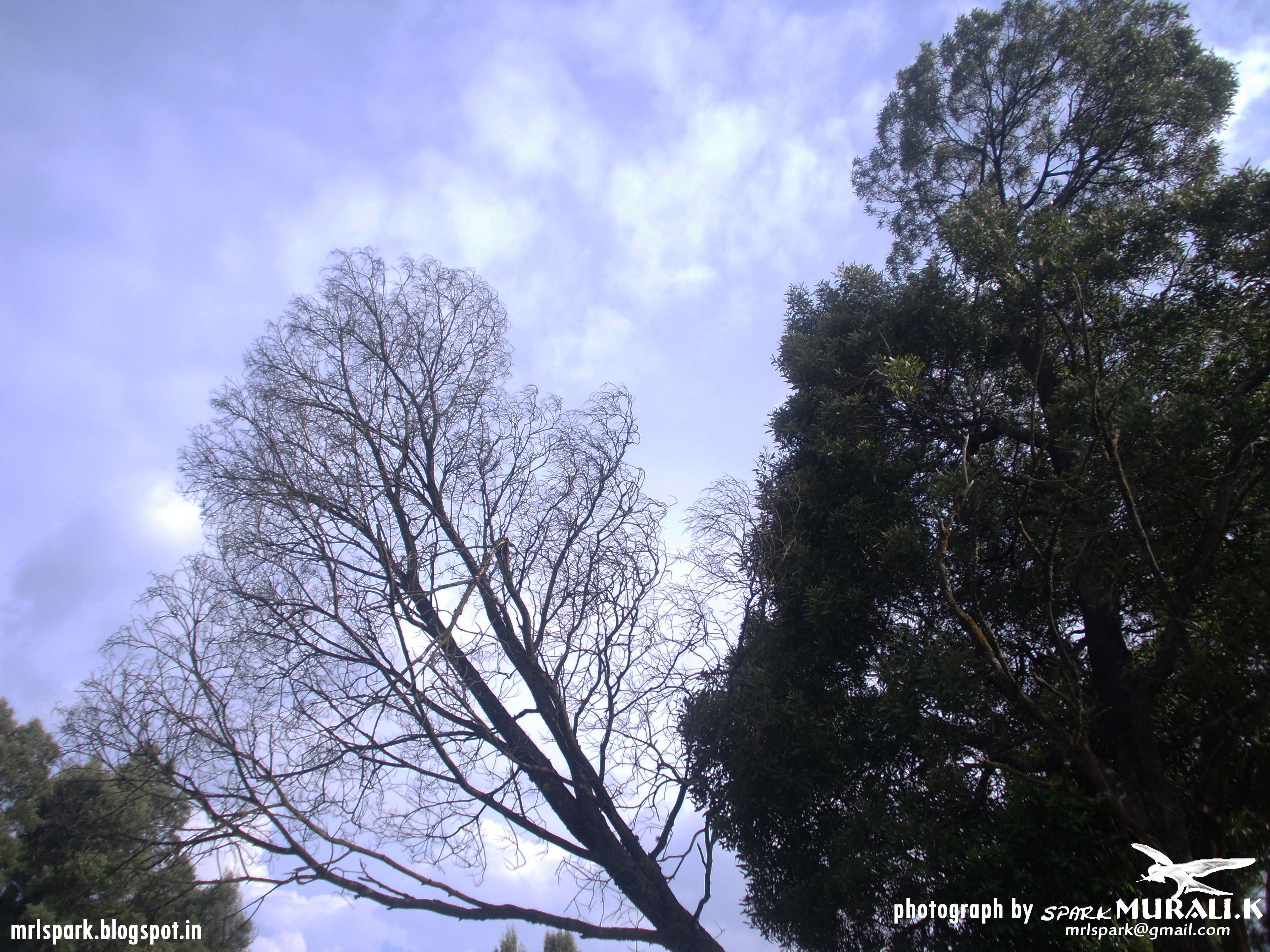 tree see the sky (photograph by spark MURALI.K)