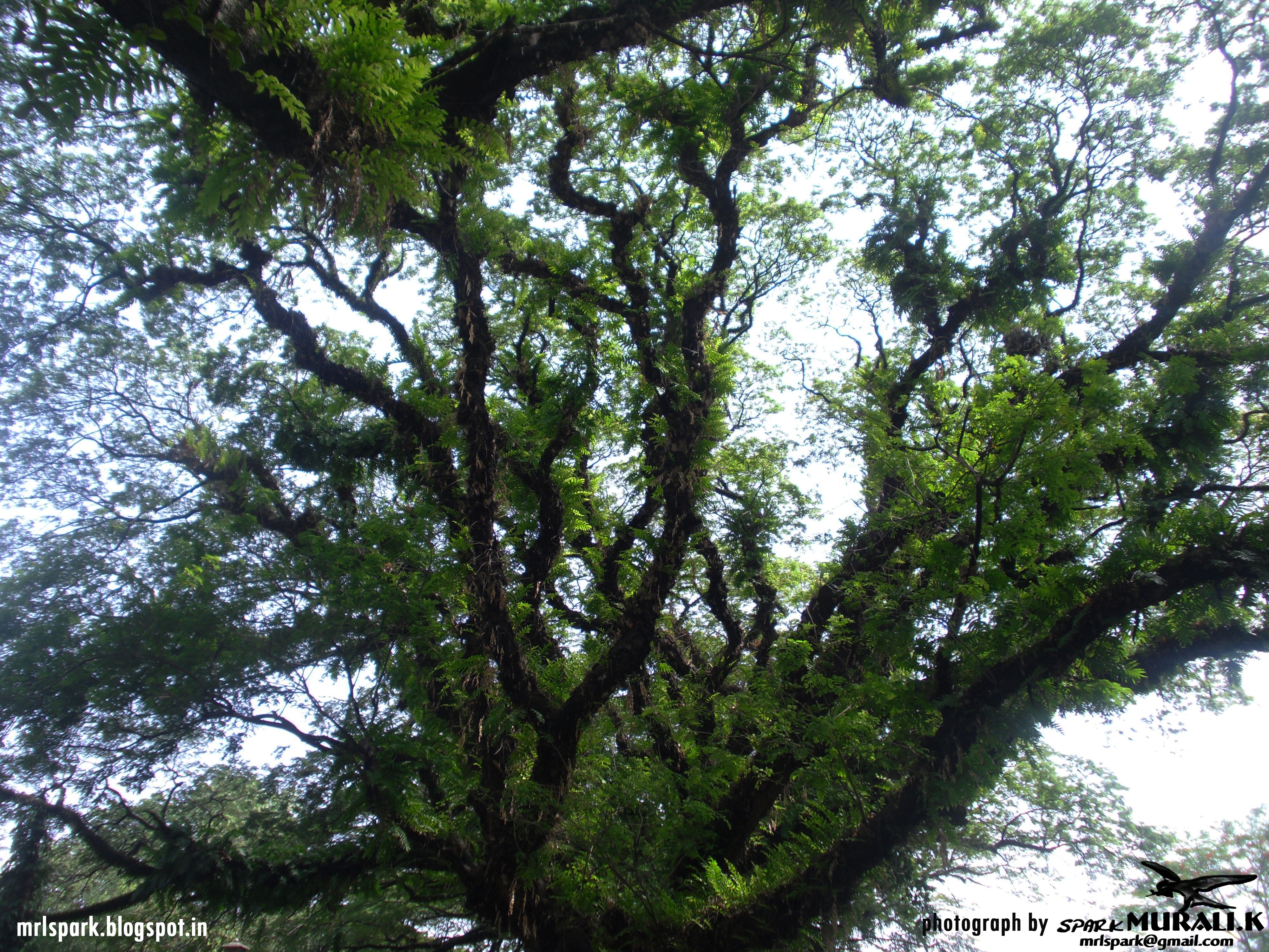 trees branch (photograph by spark MURALI.K)