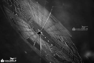 Spider Web | Photograph by spark MRL K (Murali K)