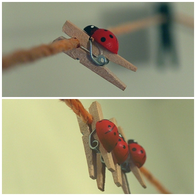 Ladybugs