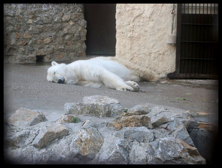 Sleeping polar bear