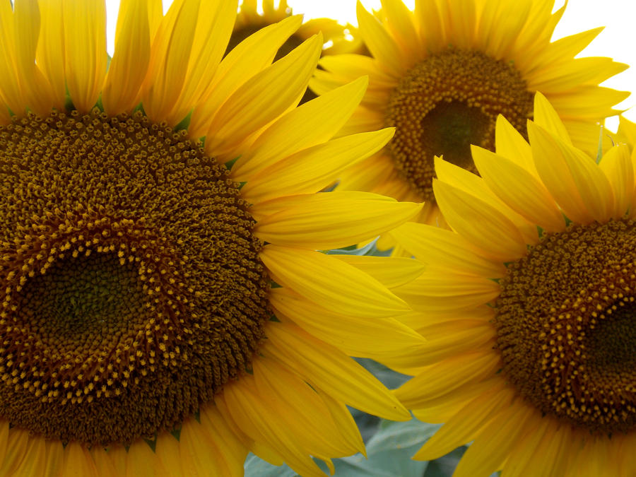 And it was all yellow... by AmyKPhotos And it was all yellow... by AmyKPhotos