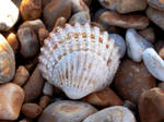 Seashells by AmyKPhotos
