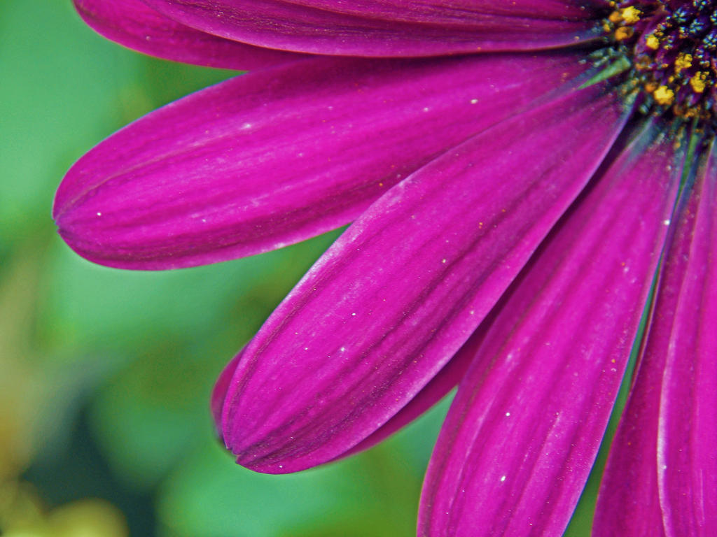 Lovely flower for lovely ladies