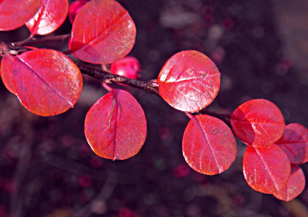 Deep purple by AmyKPhotos Deep purple by AmyKPhotos