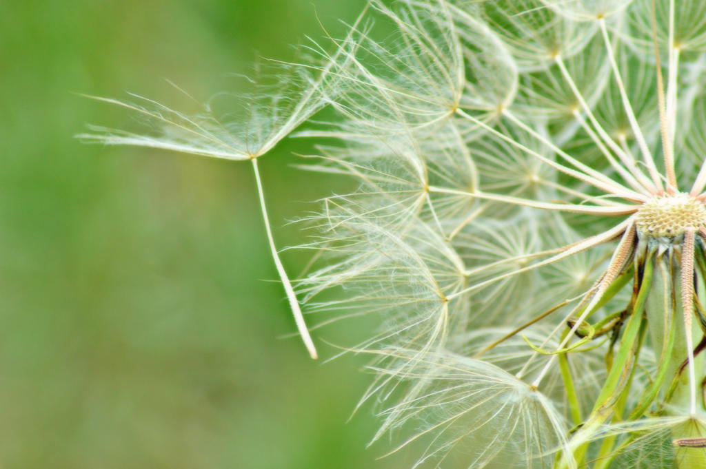 Dandelion