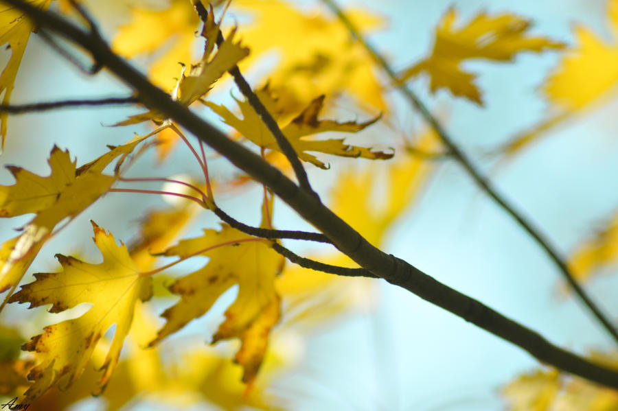 Day 23 of 365 - The yellow leaves are falling