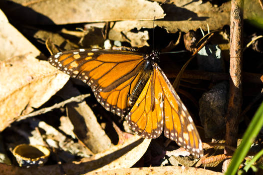 Monarch Butterflies 4