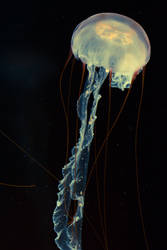 Jellyfish 4