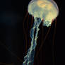 Jellyfish 4