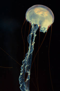 Jellyfish 4