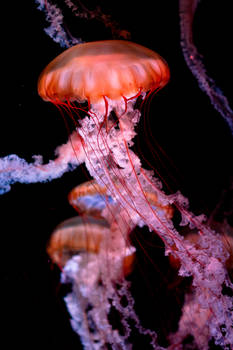 Jellyfish 6