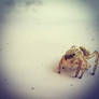 Aranha #Spider. #Little_friend. #Macro_Spider.