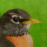 American Robin