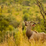 Greater Kudu