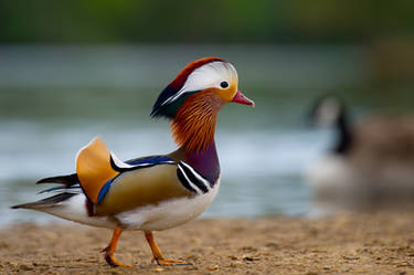 Mandarin Duck