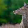 Deer profile