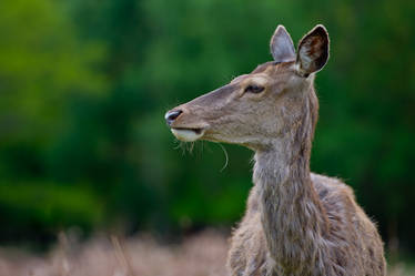 Deer profile