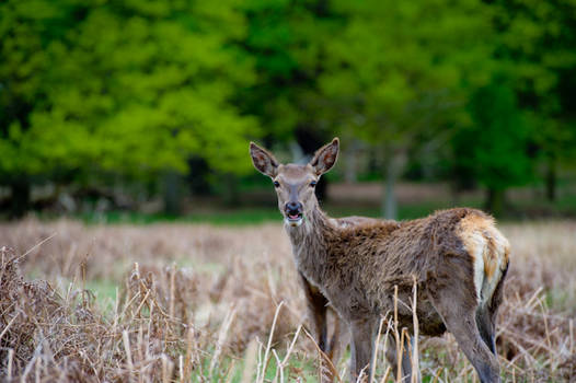 Deer in its home