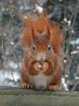 Squirrel 10 by LilliTheSquirrel Squirrel 10 by LilliTheSquirrel