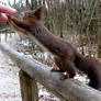 Squirrel 44